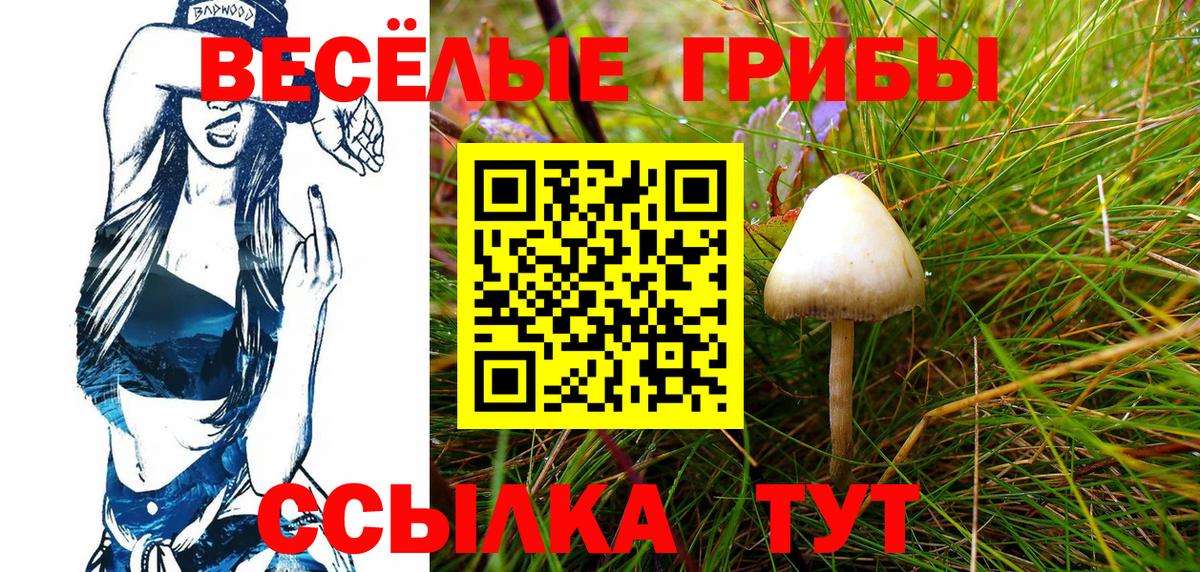 купить наркотик  Вход с VPN  Отрадный  Галлюциногенные грибы Psilocybine cubensis 